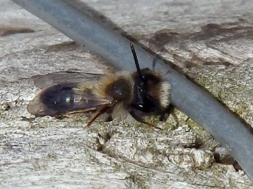 Andrena sp.
